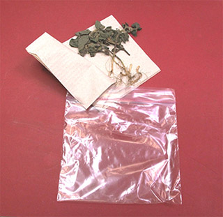 Figure 1. Seedlings should be placed in a sealable plastic bag. If plants are wet, add a dry paper towel. 