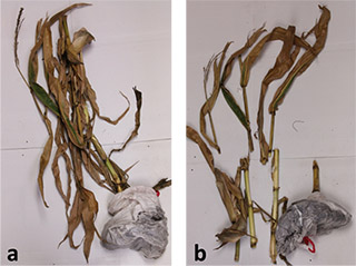Figure 2. A mature corn plant properly a) folded and b) cut in preparation for shipping. 