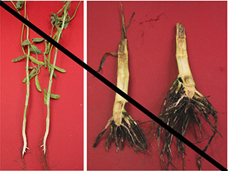 Figure 3. Plant stalks should not be cut vertically prior to shipping. 