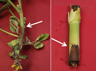 Figure 4. Plants suffering from stem rots often have visible lesions on the outside of the stem. Collect samples from the margin of the disease lesion (white arrows). 