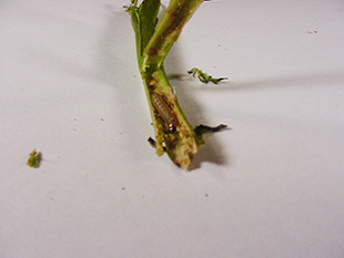 Figure 3. Mature European corn borer larva in potato stem 