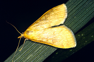 Figure 4. Adult, female European corn borer (moth) 