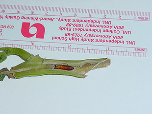 Figure 7. European corn borer pupa inside stem