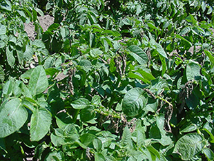 Figure 1. Potato leaflets with injury from false chinch bugs.