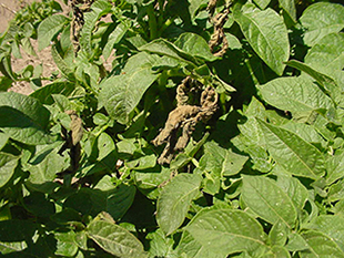 Figure 3. Leaf death due to false chinch bugs on a potato vine.