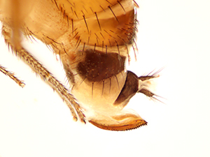 Figure 2. Spotted wing drosophila female