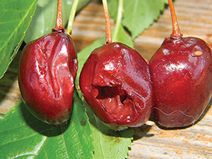 Figure 3. Sour cherry in advanced stages of decay.