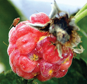 Figure 4. SWD on raspberry. 
