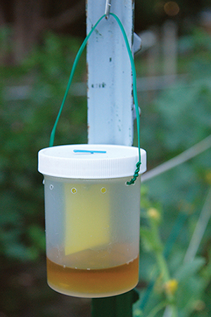 Figure 5. SWD apple cider vinegar jar trap