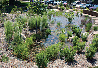 Figure 2. A bioretention garden after a rainstorm. Bioretention gardens capture and filter runoff and let it soak into the soil, usually within 24 to 48 hours. 