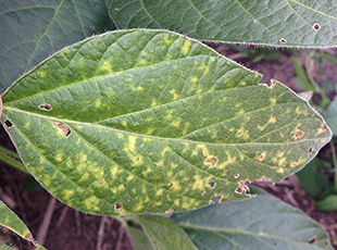 Figure 1. Yellow (chlorotic) spots between veins are typical early stage symptoms of sudden death syndrome of soybean.
