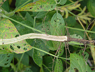 Figure 3. White pith of SDS-infected plant