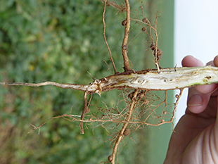 Figure 4. Internal taproot discoloration caused by sudden death syndrome of soybeans