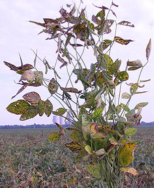Figure 6. SDS of soybeans.