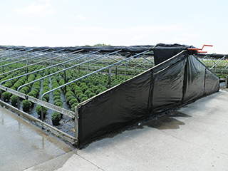 Figure 3. A cold frame with a roll-up roof in use by a commercial grower.