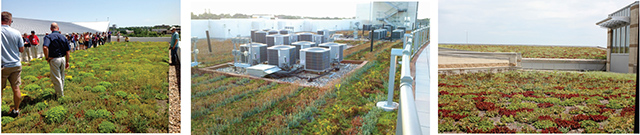 Figure 1. Omaha green roofs include commercial buildings, residences, and a school.