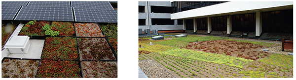 Figure 6. Green roof planting methods include trays (left) and seeding/plugs (right).