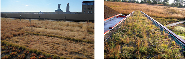 Figure 7. Nebraska green roofs: hand-planted sedums and seeded native grasses (left); hand-planted native prairie plants (right).