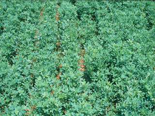 Figure 1. A dense stand of alfalfa starts with good field preparation, seed selection, and management.