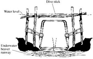 Figure 8. An underwater set of a body-grip trap