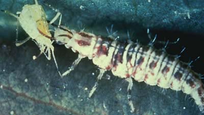 lacewing larva