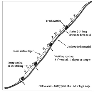 Figure 4. Slope treatment using wattles and live plants or stakes. 
