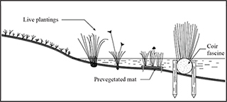Figure 5. Lakeshore erosion control using a combination design of coir fascine and wetland plantings, prevegetated mat and live plantings.