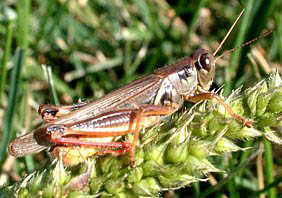Redlegged Grasshopper