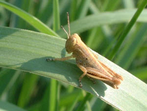 Nymph Grasshopper