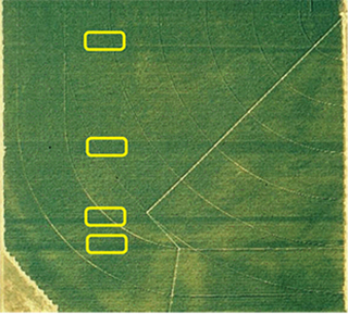 Figure 4b. Aerial photograph of reference strips under a center pivot.