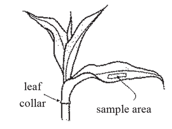Figure 5. Sample area for taking chlorophyll readings.