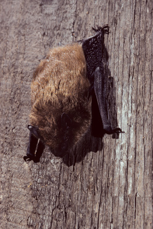 Figure 1. Big brown bat, Eptesicus fuscus. 