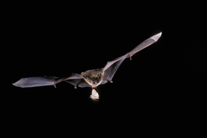 Figure 2.	Big brown bat (Eptesicus fuscus) feeding on moth.