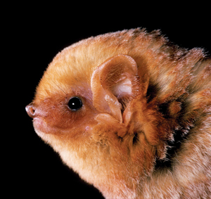 Figure 3.	Red bat, (Lasiurus borealis). 
