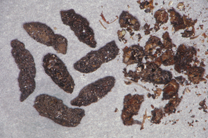 Figure 4.	Bat droppings: bat fecal material is shiny black with many insect parts.