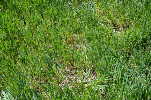 Figure 1.	Wheat drilled into wheat residue on the soil surface. There is a high risk for the development of severe tan spot in this type of cropping system.