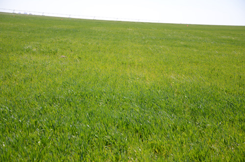 Figure 4. A wheat field with a yellow cast due to tan spot. The closeup picture in Figure 1 was taken in this field.