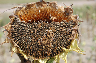 Figure 10. Infected seed head showing loss of seeds on top of the head. 