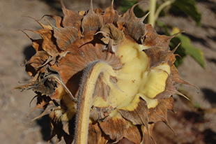 Figure 7. One-sided rot moving down the stem from the affected side of the head. 