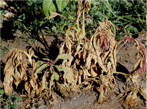 Figure 2. Wilting symptoms in pigweed. 