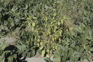 Figure 3. Yellowing and wilting symptoms in pigweed.