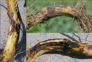 Figure 4. Individual necrotic lesions (left) from R. solani coalescing to form larger rotted areas in pigweed roots (right — top and bottom).