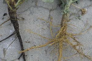 Figure 5. Severe root rot (left) due to R. solani in Kochia (fireweed) roots compared to unaffected plant on right.