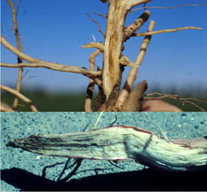 Figure 6. Vascular discoloration of stems (top) and root (bottom) due to F. oxysporum in pigweed.