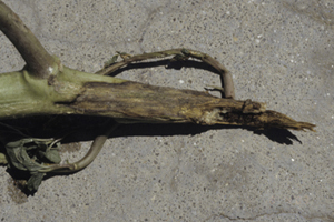 Figure 7. Severe rot of pigweed taproot due to Pythium spp.