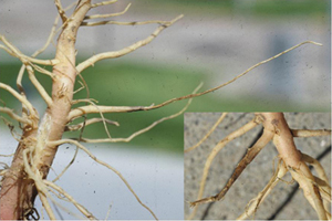 Figure 8. Tip rot of feeder roots in pigweed due to Pythium spp.
