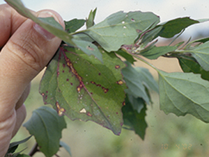 Figure 9. Cercospora leaf spot symptoms on lambsquarters (right) compared to healthy leaf on left.