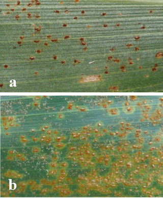 Figure 1. Magnified pustules of the common rust fungus, Puccinia sorghi (a) and southern rust fungus, Puccinia polysora (b). 
