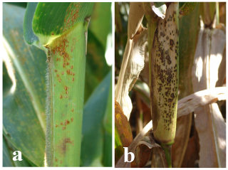 Figure 2. Larger pustules of the southern rust fungus