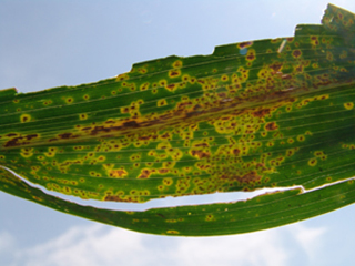 Figure 3. Haloes surrounding southern rust pustules can be observed in some hybrids. 